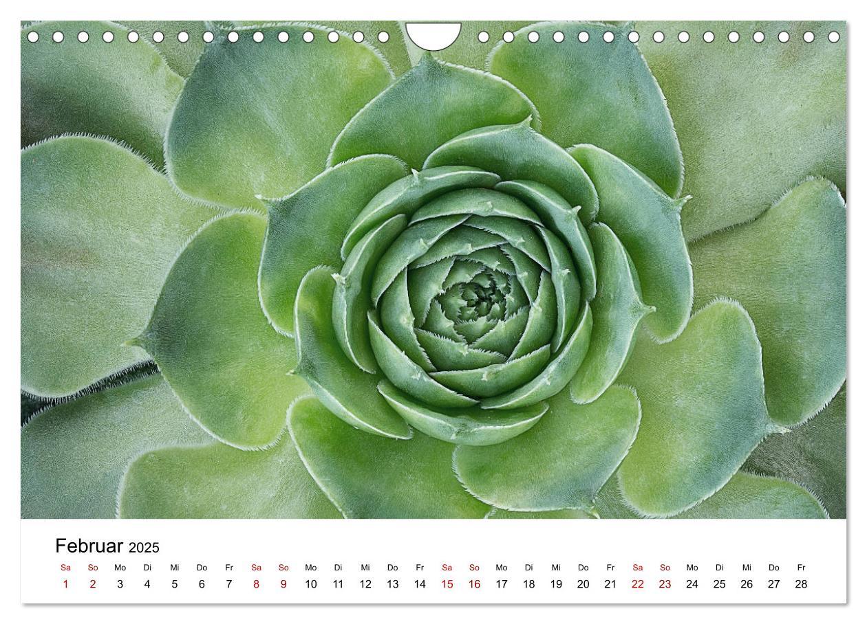 Bild: 9783435292066 | Sukkulenten Galerie (Wandkalender 2025 DIN A4 quer), CALVENDO...