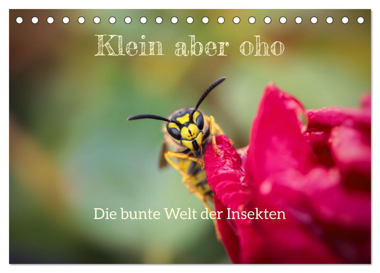 Cover: 9783383772054 | Klein aber oho. Die bunte Welt der Insekten (Tischkalender 2025 DIN...