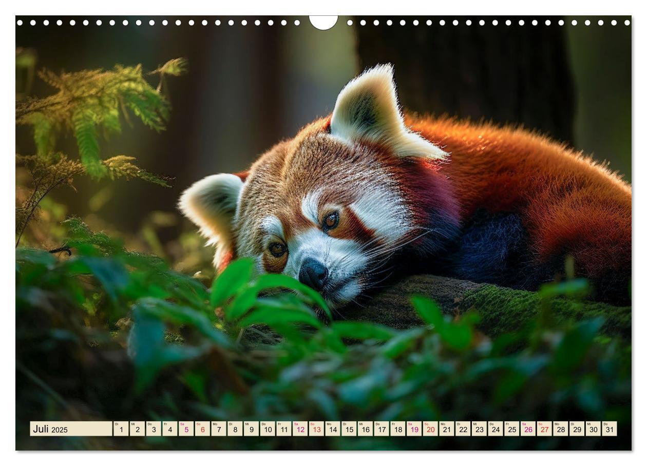 Bild: 9783383905131 | Roter Panda - gefährdeter Katzenbär (Wandkalender 2025 DIN A3...