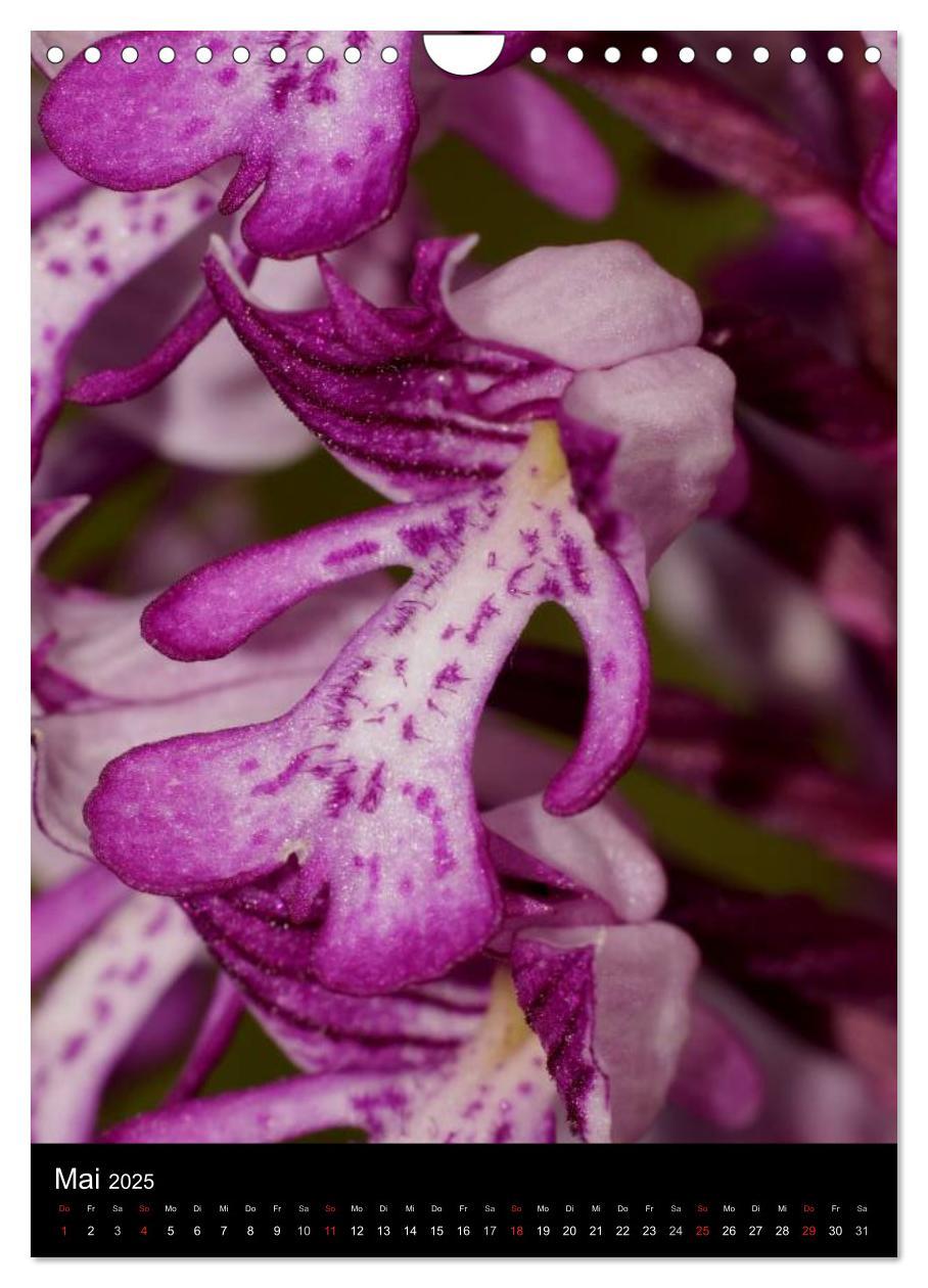 Bild: 9783457064313 | Wildwachsende Orchideen in Deutschland (Wandkalender 2025 DIN A4...