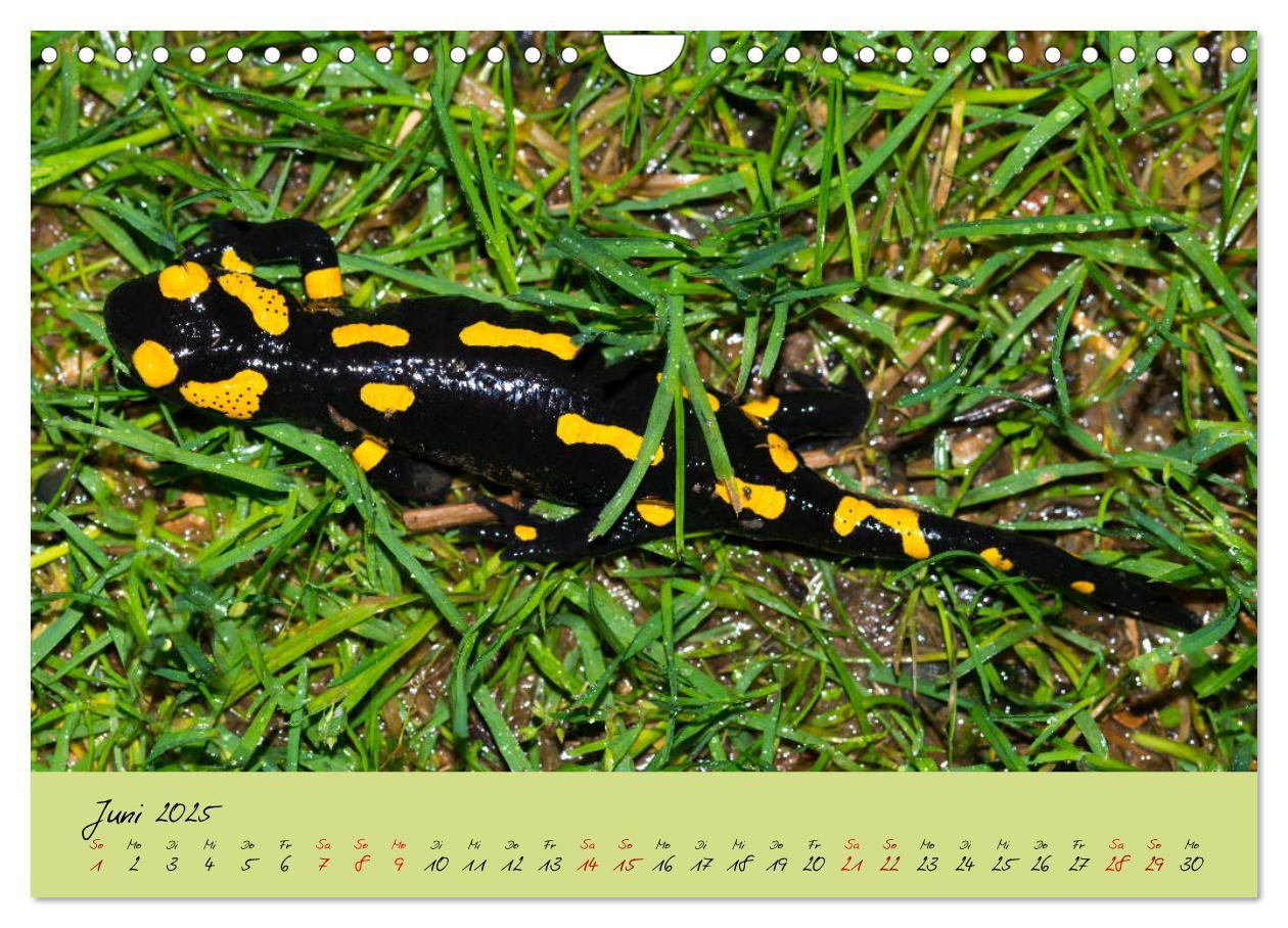 Bild: 9783435173228 | Feuersalamander - Liebenswerte Heimlichtuer (Wandkalender 2025 DIN...