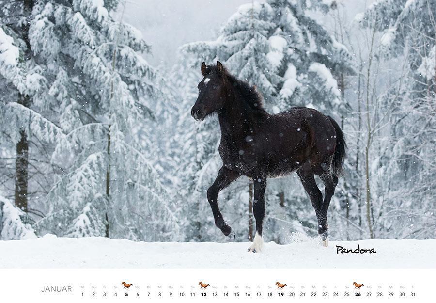 Bild: 9783966648318 | Pferde Kalender 2025 Wandkalender | Kalender | 14 S. | Deutsch | 2025