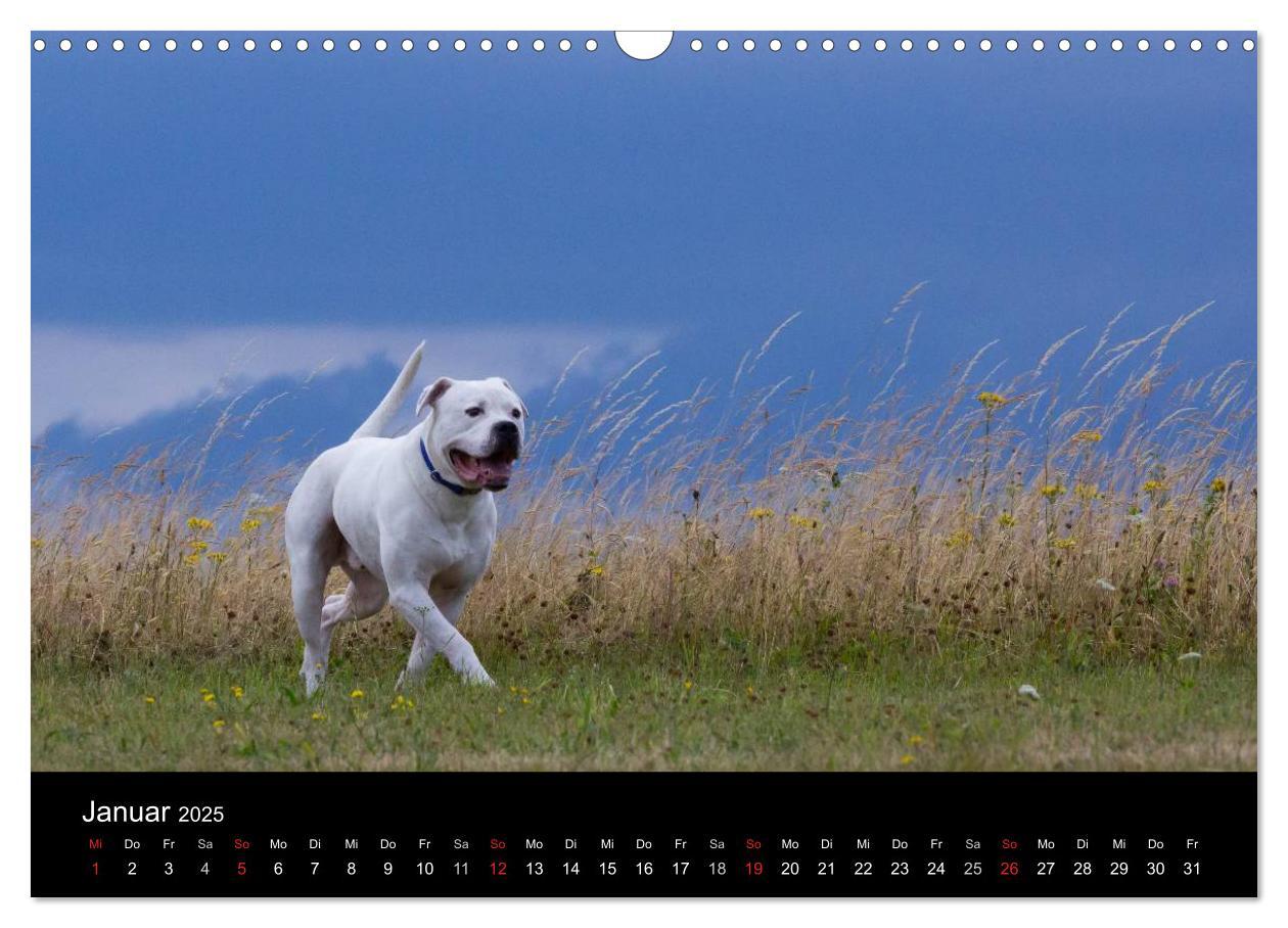 Bild: 9783435656240 | American Bulldog - stolz, loyal, einzigartig (Wandkalender 2025 DIN...