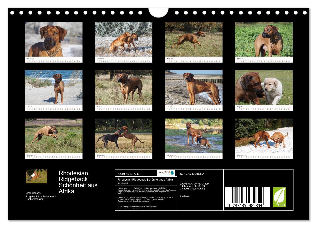 Bild: 9783435482894 | Rhodesian Ridgeback Schönheit aus Afrika (Wandkalender 2025 DIN A4...