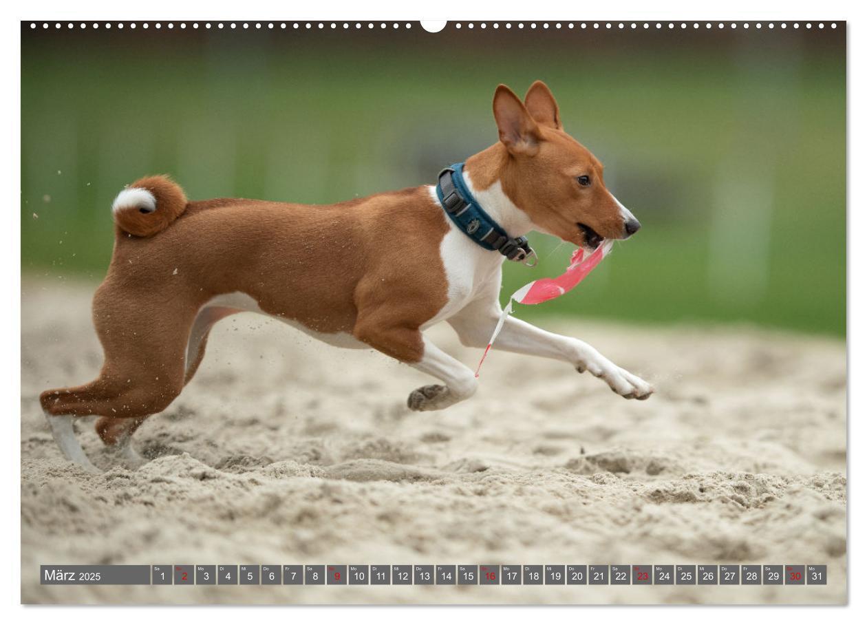 Bild: 9783457196021 | Der Basenji (hochwertiger Premium Wandkalender 2025 DIN A2 quer),...