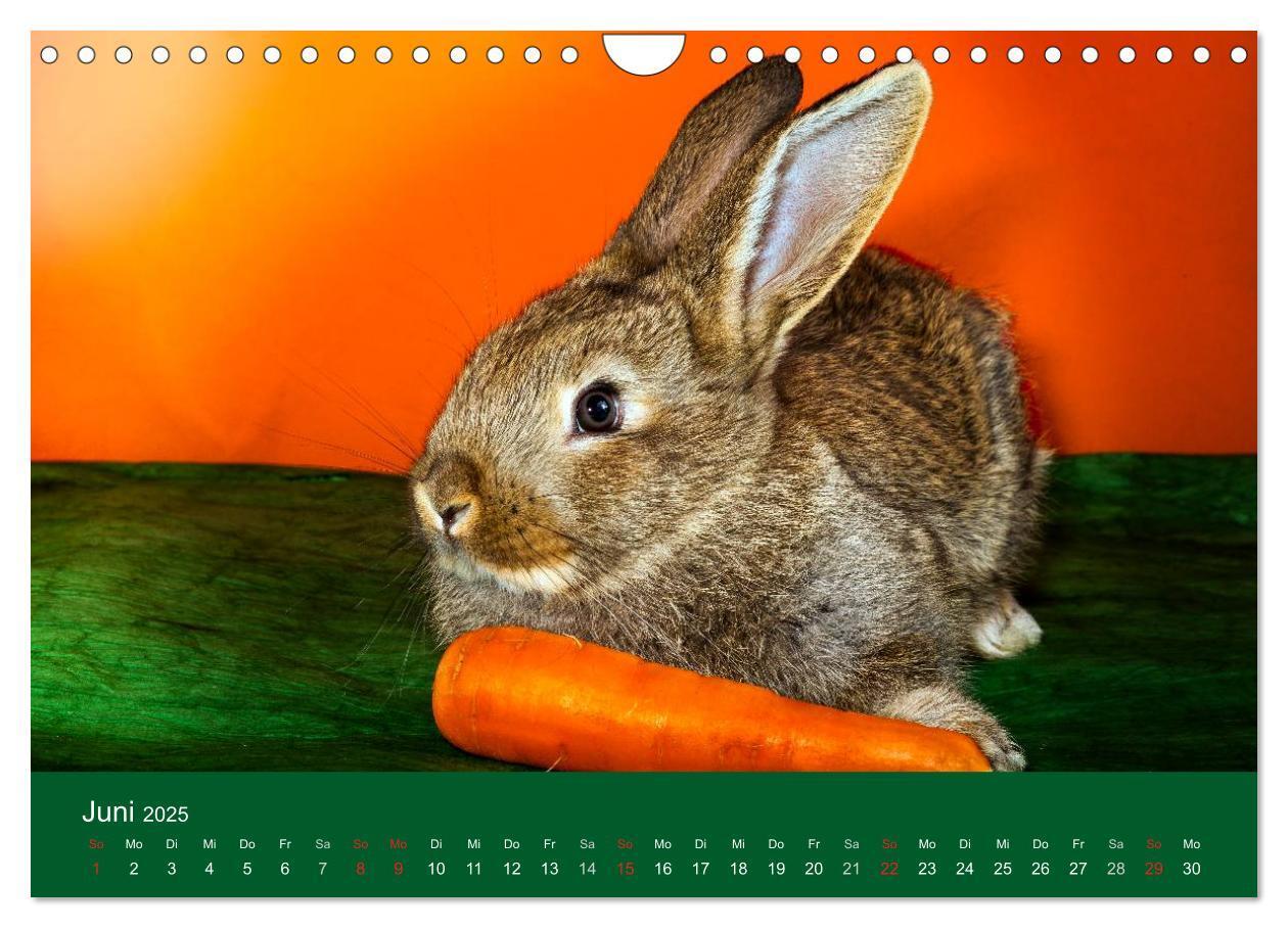 Bild: 9783435761371 | Lustige Kaninchen (Wandkalender 2025 DIN A4 quer), CALVENDO...