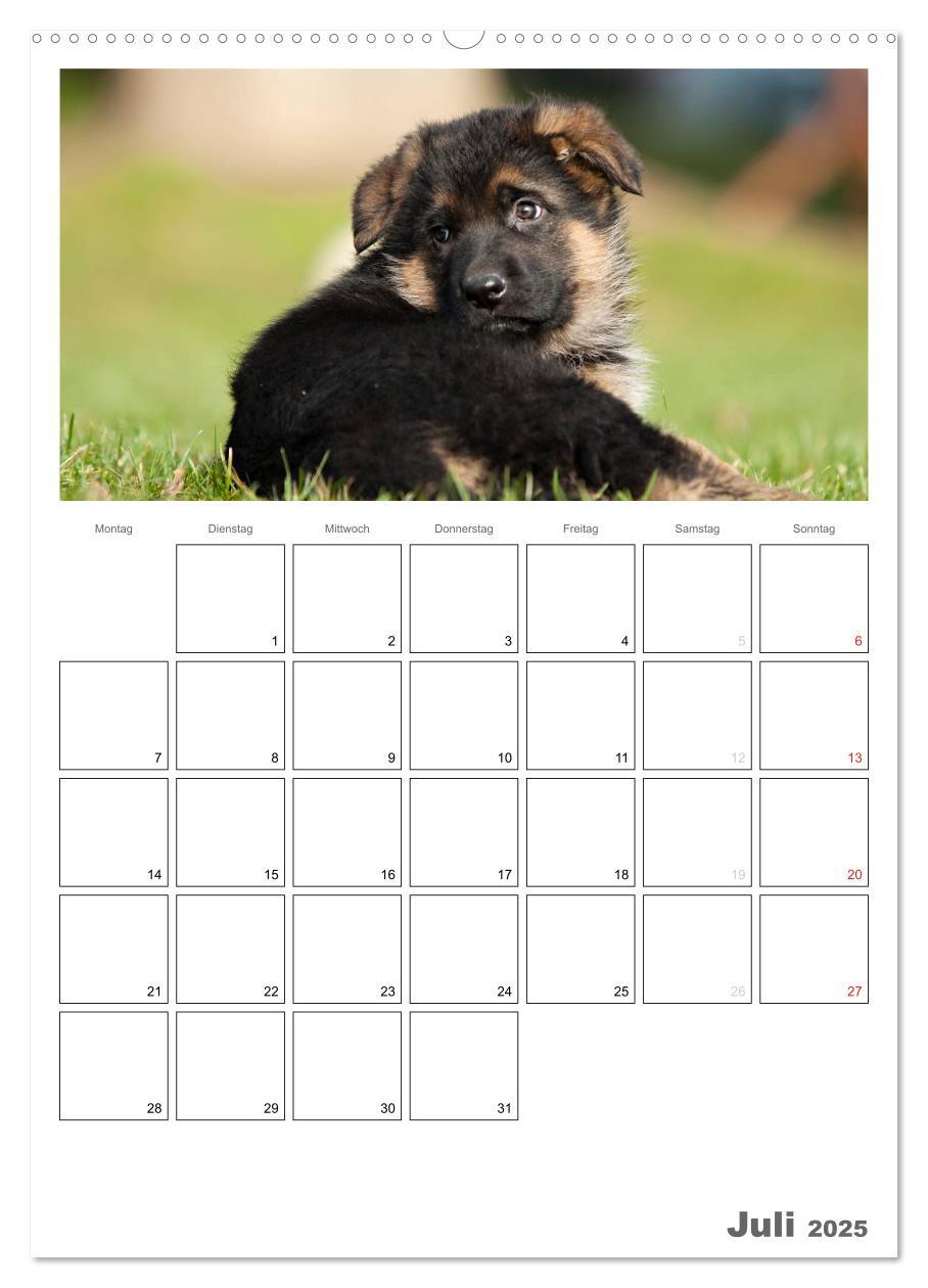 Bild: 9783457066225 | Deutscher Schäferhund - Welpen, Planer (Wandkalender 2025 DIN A2...