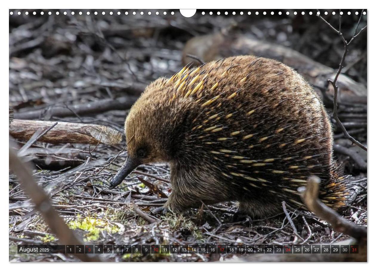 Bild: 9783435685738 | Australien tierisch gut 2025 (Wandkalender 2025 DIN A3 quer),...