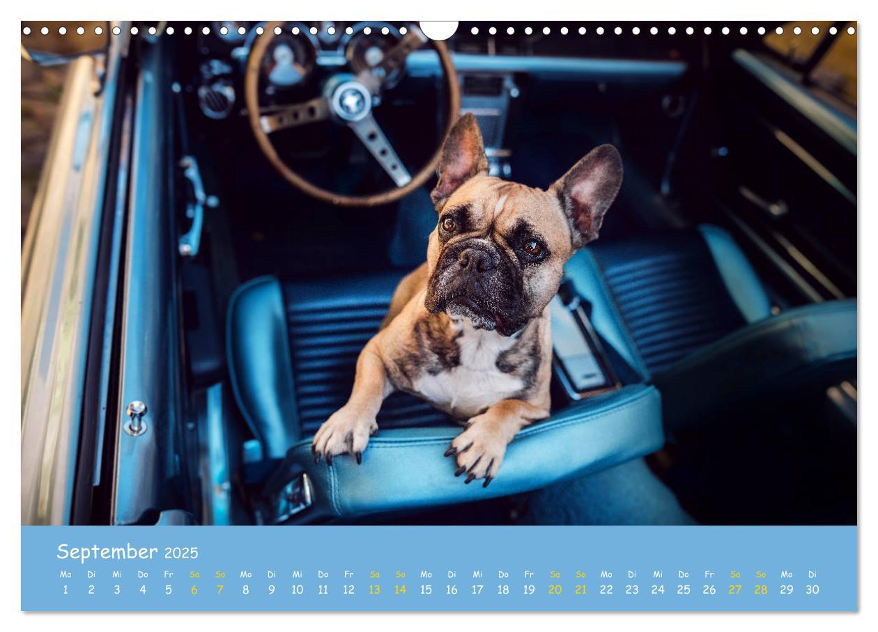 Bild: 9783435222155 | Französische Bulldogge - Clowns auf vier Pfoten (Wandkalender 2025...