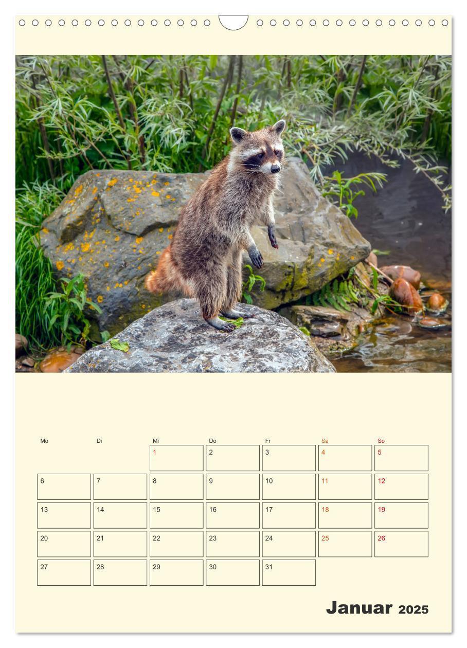 Bild: 9783435903504 | Drolliger Waschbär (Wandkalender 2025 DIN A3 hoch), CALVENDO...