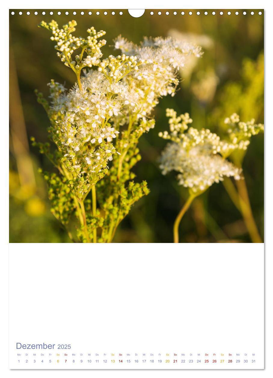 Bild: 9783435980635 | Schöne Wegwarten. Heimische Heilpflanzen am Wegesrand (Wandkalender...