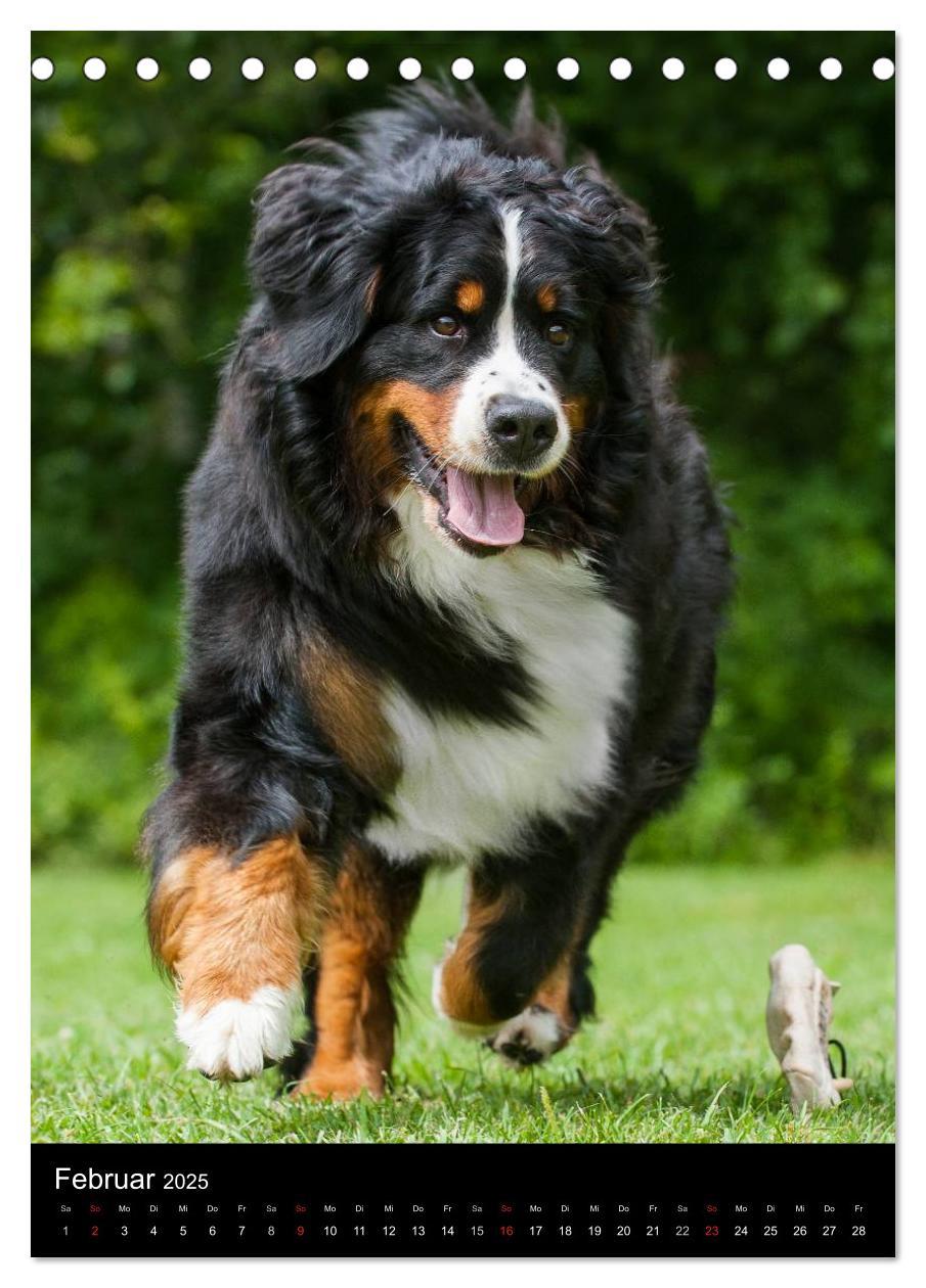 Bild: 9783457068489 | Berner Sennenhund 2025 (Tischkalender 2025 DIN A5 hoch), CALVENDO...