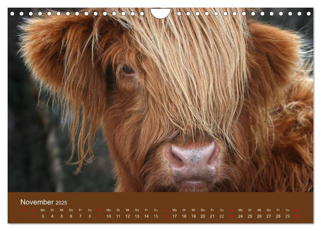 Bild: 9783435643080 | Schottische Hochlandrinder - Highland Cattle (Wandkalender 2025 DIN...