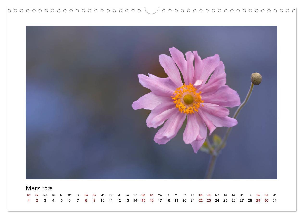 Bild: 9783435251568 | Rosa Blütentraum (Wandkalender 2025 DIN A3 quer), CALVENDO...