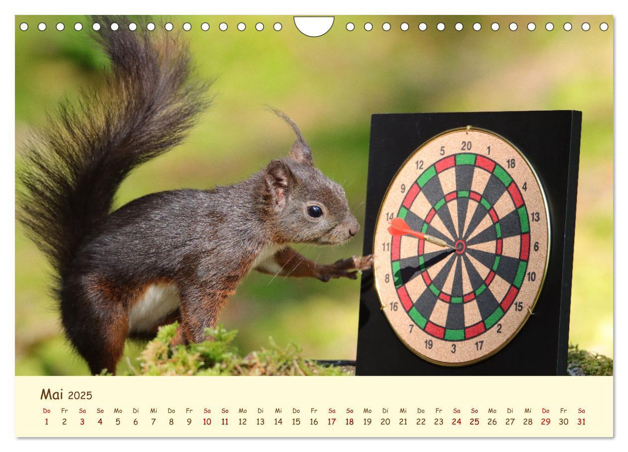 Bild: 9783435063383 | Eichhörnchen - zauberhaft verspielt (Wandkalender 2025 DIN A4...