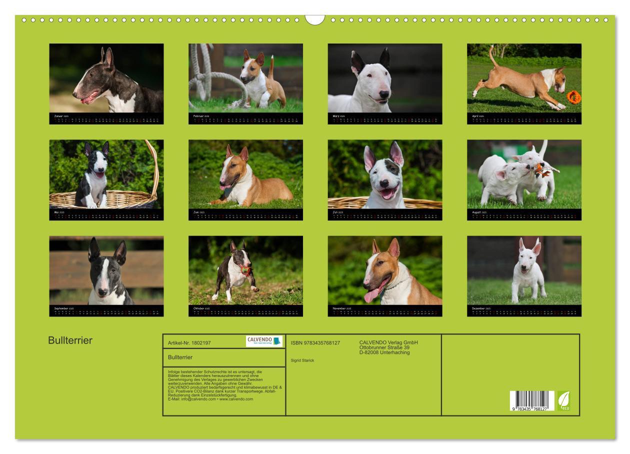 Bild: 9783435768127 | Bullterrier (Wandkalender 2025 DIN A2 quer), CALVENDO Monatskalender