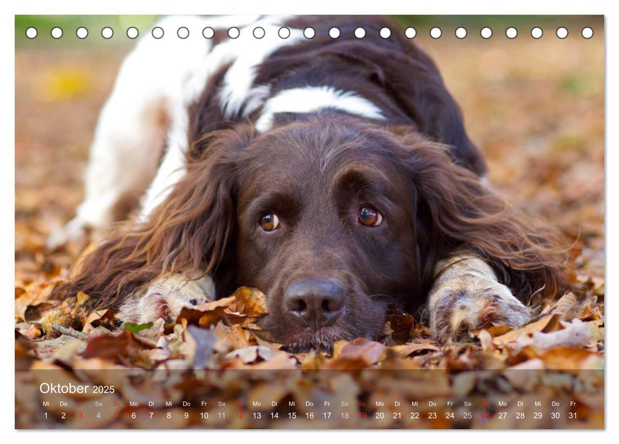 Bild: 9783435628728 | Kleiner Münsterländer Vorstehhund (Tischkalender 2025 DIN A5 quer),...