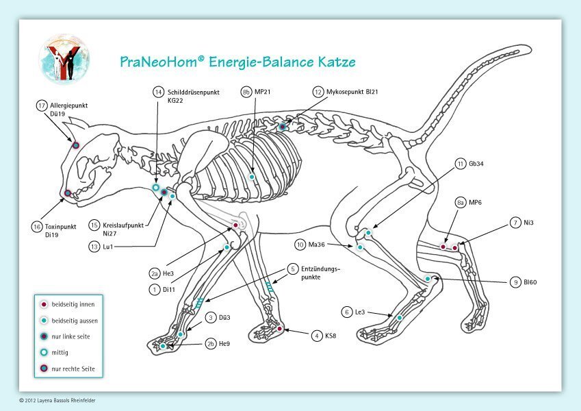 Cover: 9783940089106 | Akupunktur-Tafel Katze | PraNeoHom® Energie-Balance Katze | Poster