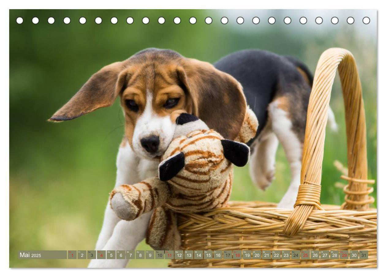 Bild: 9783435573578 | Beaglebabys auf Entdeckungstour (Tischkalender 2025 DIN A5 quer),...