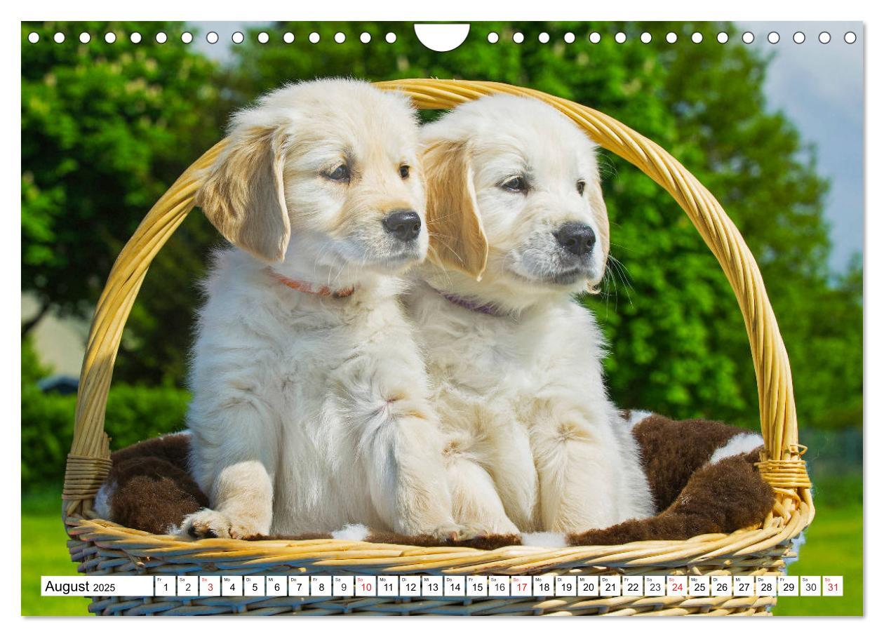 Bild: 9783435214181 | Goldige Herzensbrecher - Golden Retriever Welpen (Wandkalender 2025...