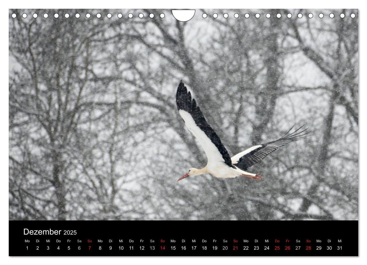 Bild: 9783435527823 | Ein Jahr bei den Störchen (Wandkalender 2025 DIN A4 quer), CALVENDO...