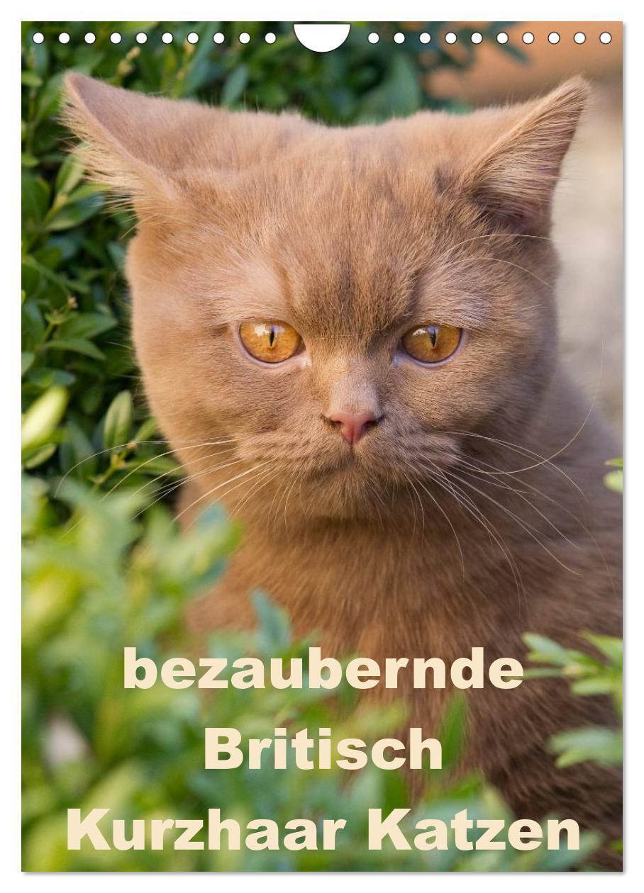 Cover: 9783457073766 | bezaubernde Britisch Kurzhaar Katzen (Wandkalender 2025 DIN A4...