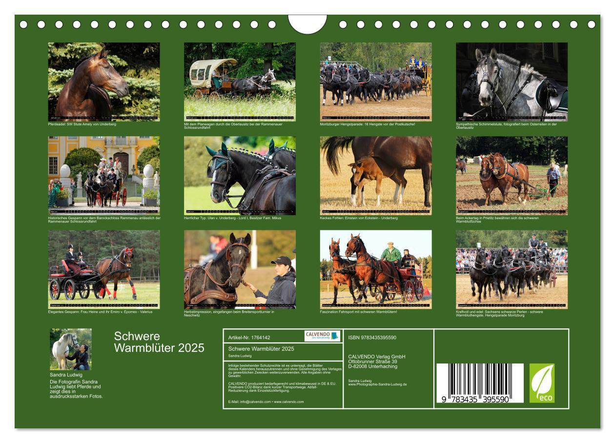 Bild: 9783435395590 | Schwere Warmblüter 2025 (Wandkalender 2025 DIN A4 quer), CALVENDO...