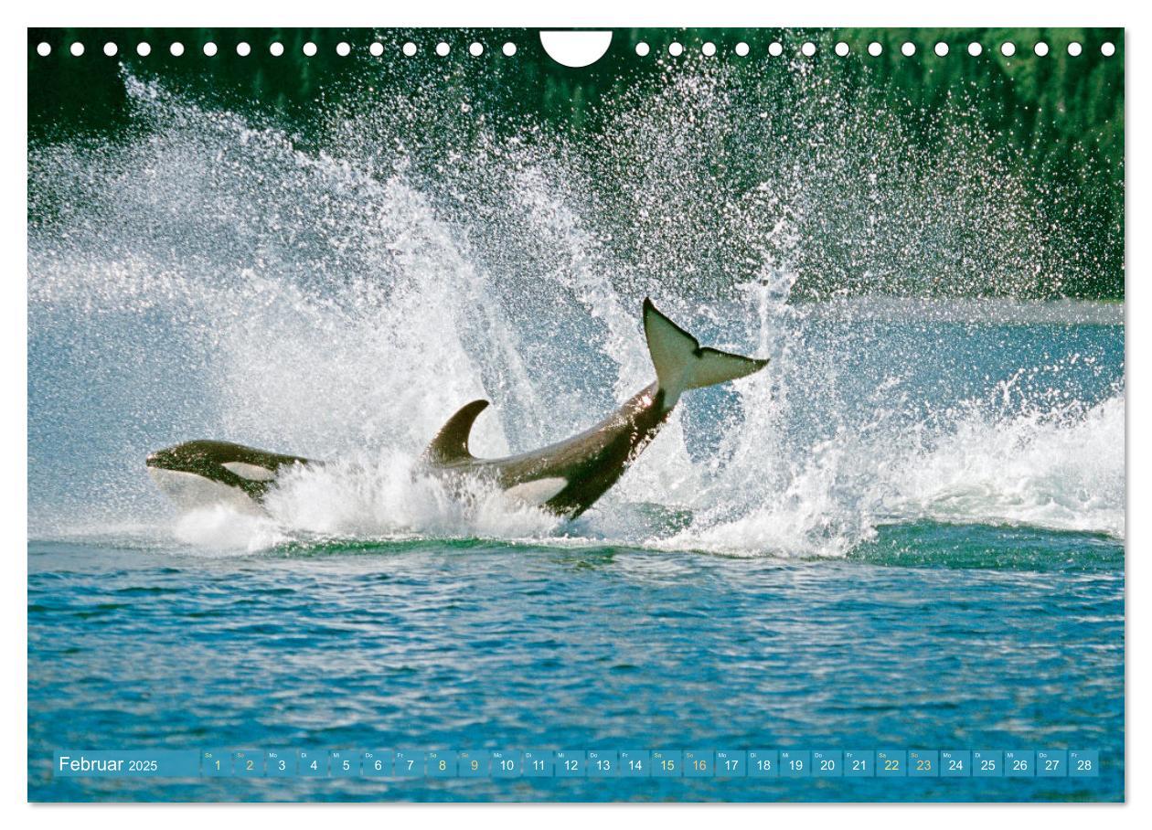 Bild: 9783383846755 | Orcas: Schwarz-weiße Giganten (Wandkalender 2025 DIN A4 quer),...