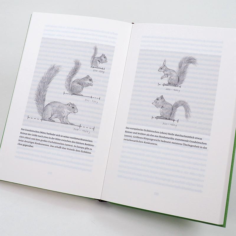 Bild: 9783446264076 | Das Leben der Eichhörnchen | Josef H. Reichholf | Buch | 176 S. | 2019