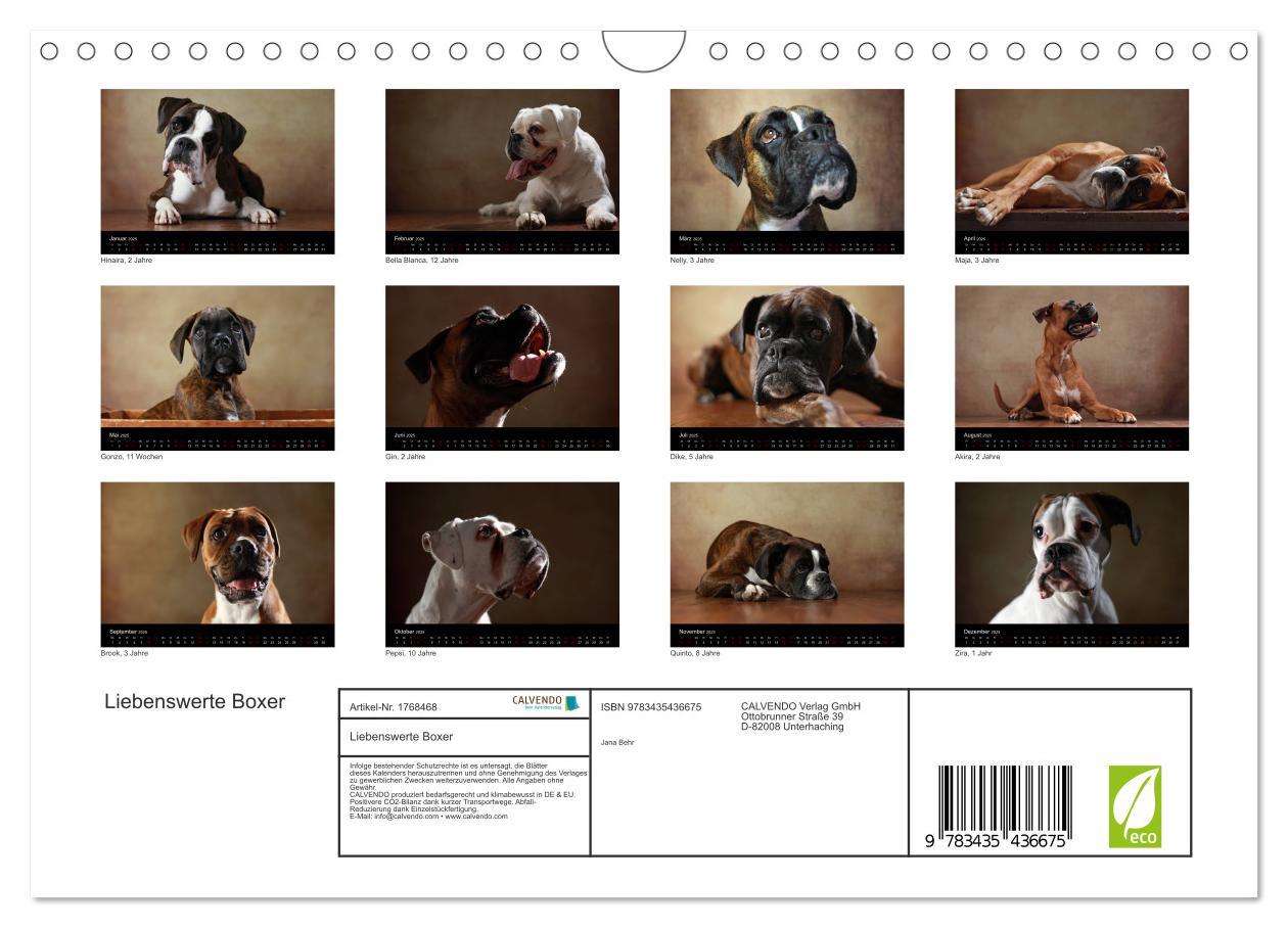 Bild: 9783435436675 | Liebenswerte Boxer (Wandkalender 2025 DIN A4 quer), CALVENDO...