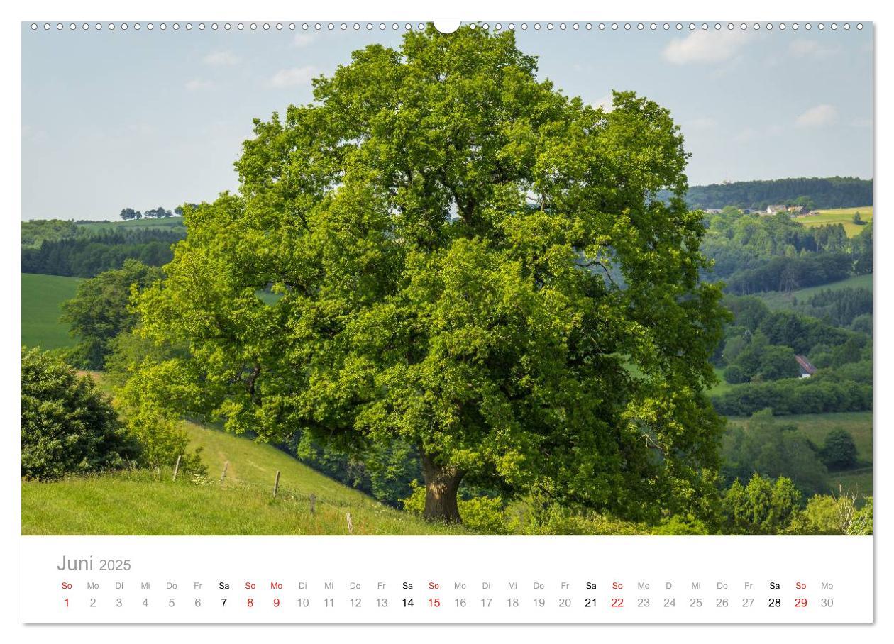 Bild: 9783435513956 | Märkisches Sauerland (Wandkalender 2025 DIN A2 quer), CALVENDO...