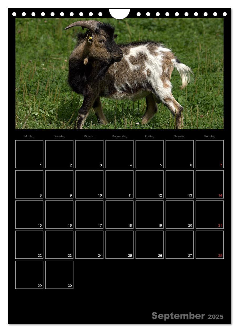 Bild: 9783457080832 | Zwergziegen (Wandkalender 2025 DIN A4 hoch), CALVENDO Monatskalender