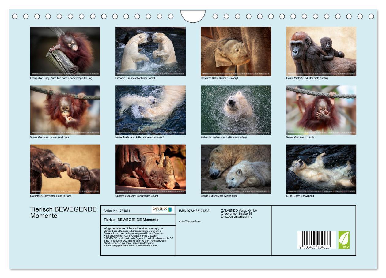 Bild: 9783435104833 | Tierisch BEWEGENDE Momente (Wandkalender 2025 DIN A4 quer),...