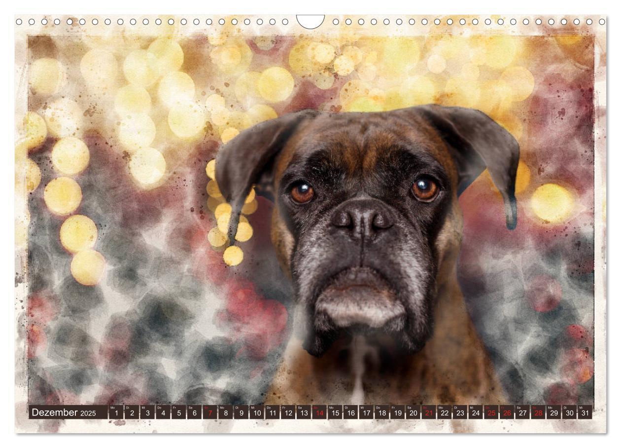 Bild: 9783435134281 | Boxer Photo&amp;Kunst (Wandkalender 2025 DIN A3 quer), CALVENDO...