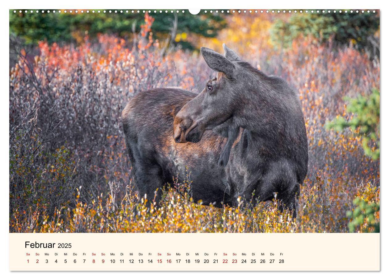 Bild: 9783435128129 | Der Elch - König des Nordens (hochwertiger Premium Wandkalender...