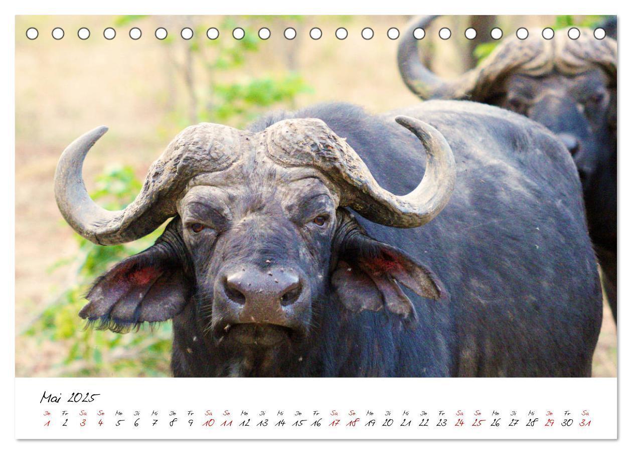 Bild: 9783435256938 | Namibia - Magie der Weite (Tischkalender 2025 DIN A5 quer),...