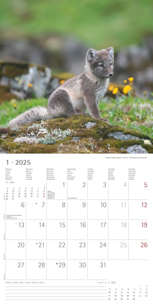 Bild: 4251732340773 | Alpha Edition - Tierbabys 2025 Broschürenkalender, 30x30cm,...