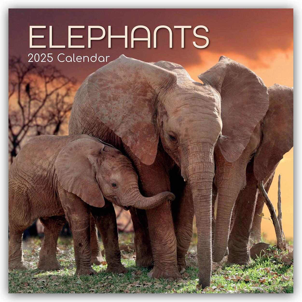 Cover: 9781835360361 | Elephants - Elefanten 2025 - 16-Monatskalender | The Gifted | Kalender