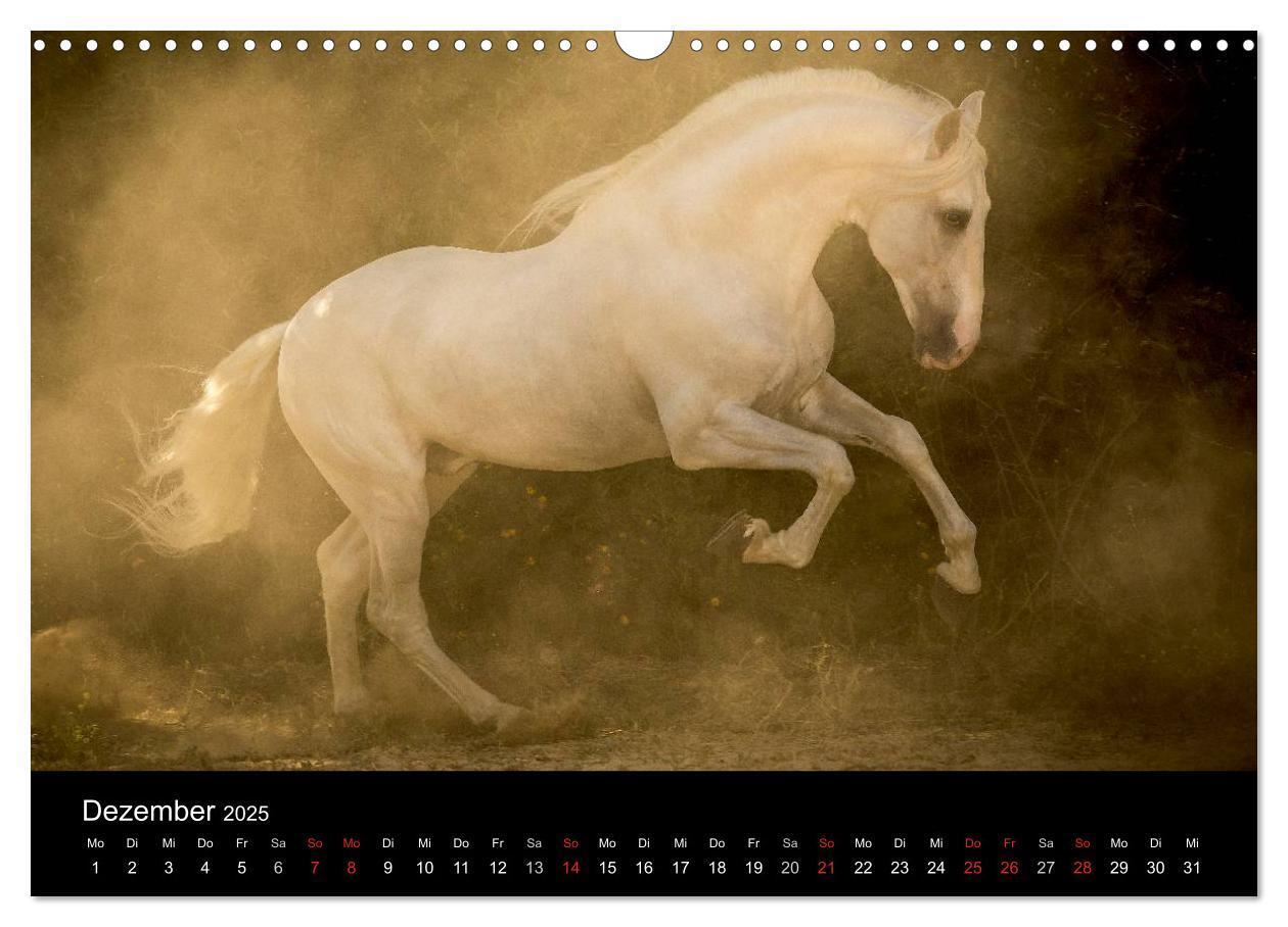 Bild: 9783435637904 | Spaniens stolze Pferde (Wandkalender 2025 DIN A3 quer), CALVENDO...