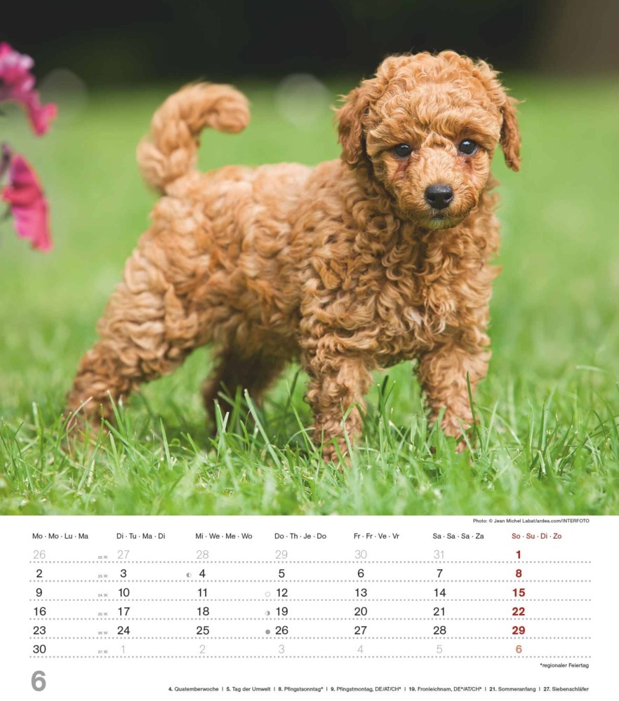 Bild: 4251732344405 | Alpha Edition - Niedliche Hundekinder 2025 Bildkalender, 30x40cm,...