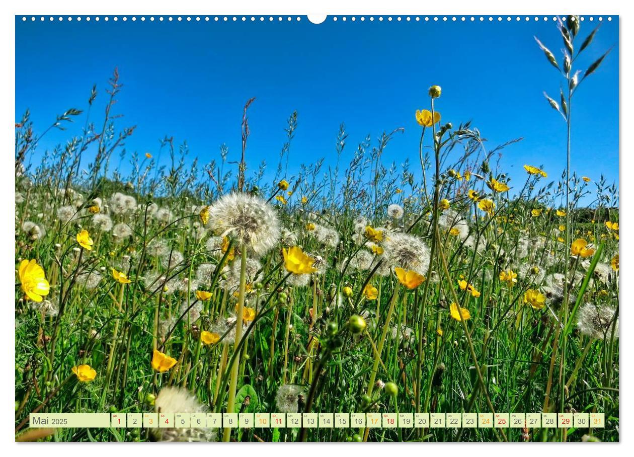 Bild: 9783435473083 | Blumenwiesen ¿ ein blütenzauberhaftes Jahr (Wandkalender 2025 DIN...