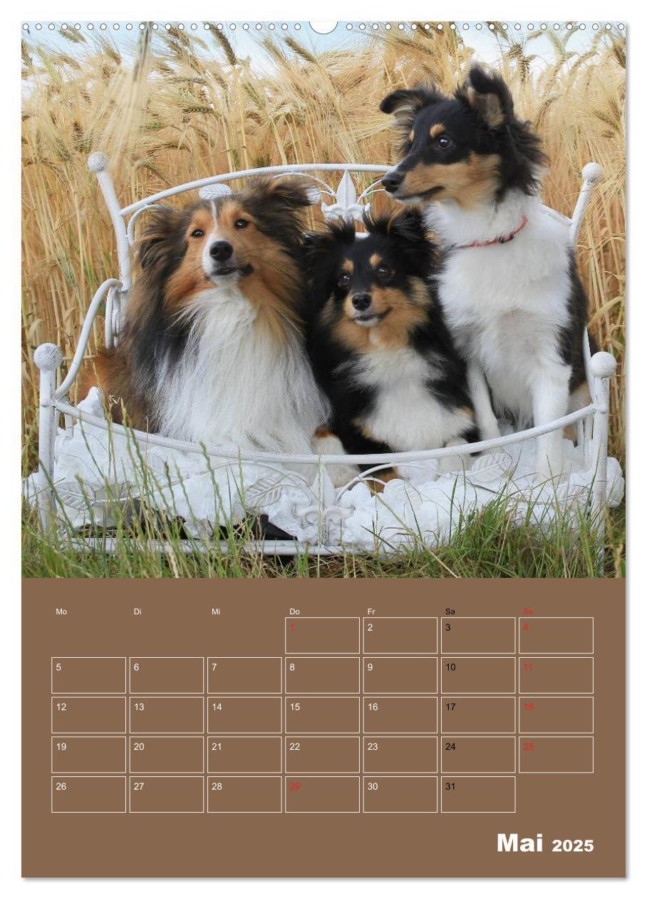 Bild: 9783457012536 | SHELTIES Herzensbrecher auf 4 Pfoten (Wandkalender 2025 DIN A2...