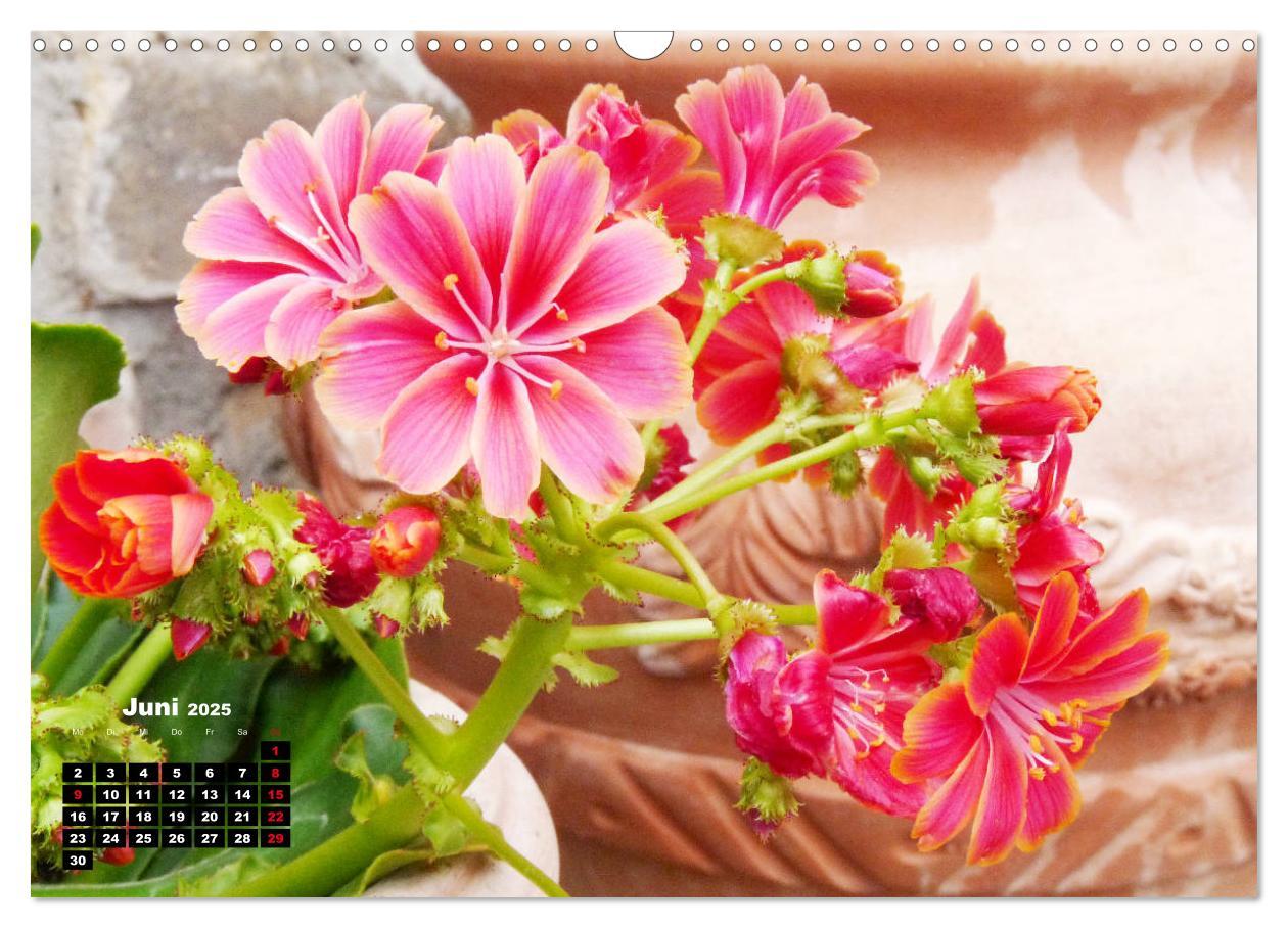 Bild: 9783435132775 | Lewisia, das Porzellanröschen (Wandkalender 2025 DIN A3 quer),...