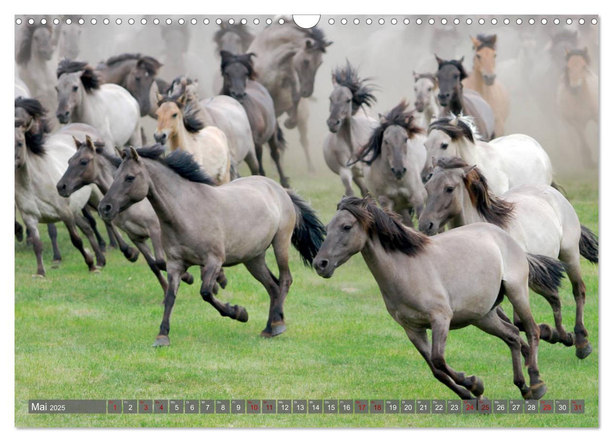 Bild: 9783435411573 | Dülmener Wildpferde - Wildpferde im Meerfelder Bruch (Wandkalender...