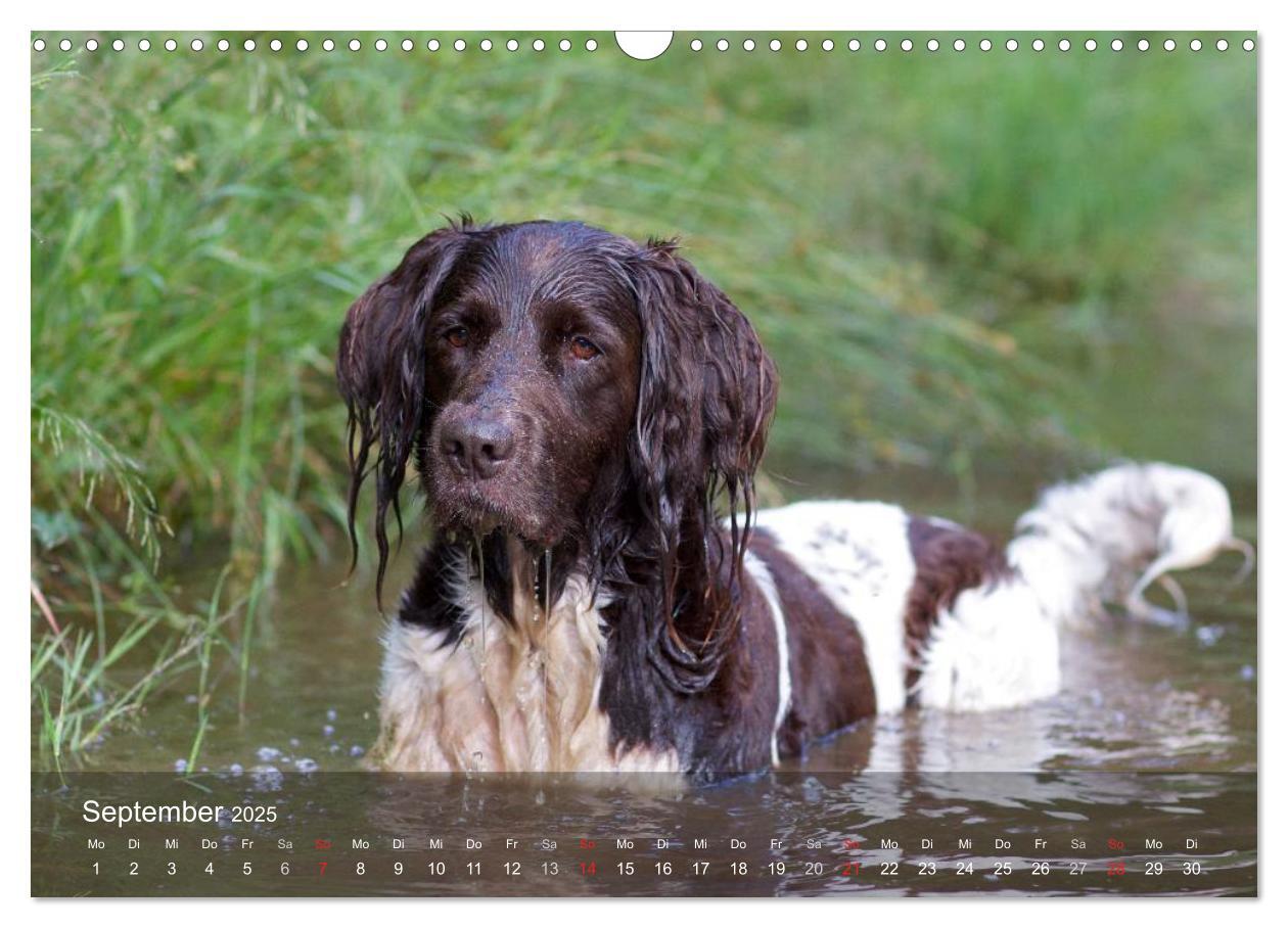 Bild: 9783435632633 | Kleiner Münsterländer Vorstehhund (Wandkalender 2025 DIN A3 quer),...