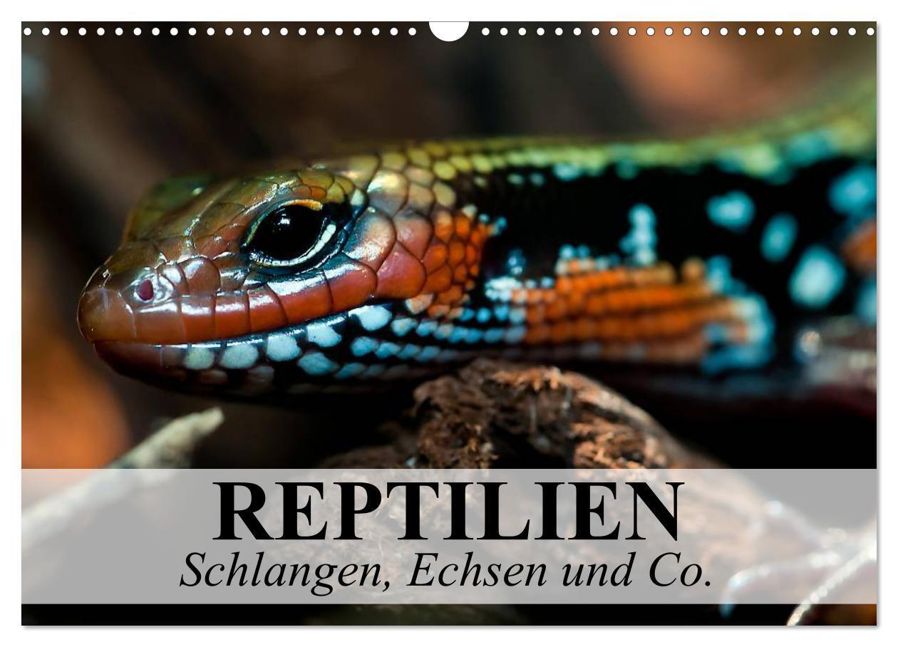 Cover: 9783435625352 | Reptilien Schlangen, Echsen und Co. (Wandkalender 2025 DIN A3...