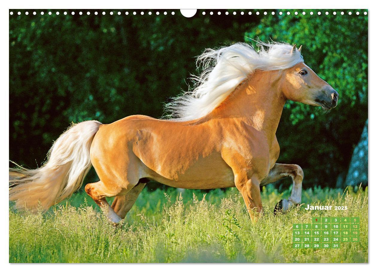 Bild: 9783457184998 | Haflinger: Die blonden Pferde von der Alm (Wandkalender 2025 DIN A3...