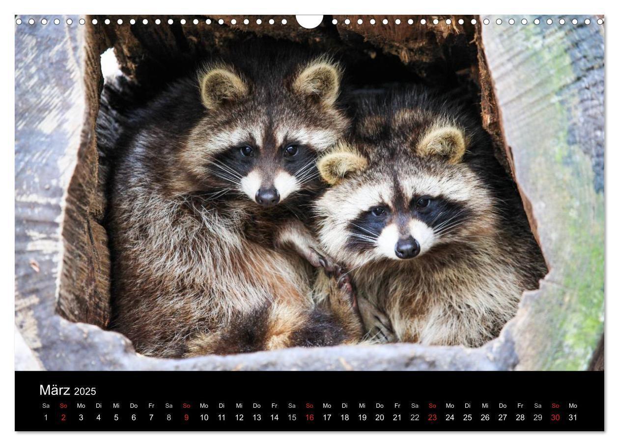 Bild: 9783435797493 | Tierkalender 2025 (Wandkalender 2025 DIN A3 quer), CALVENDO...