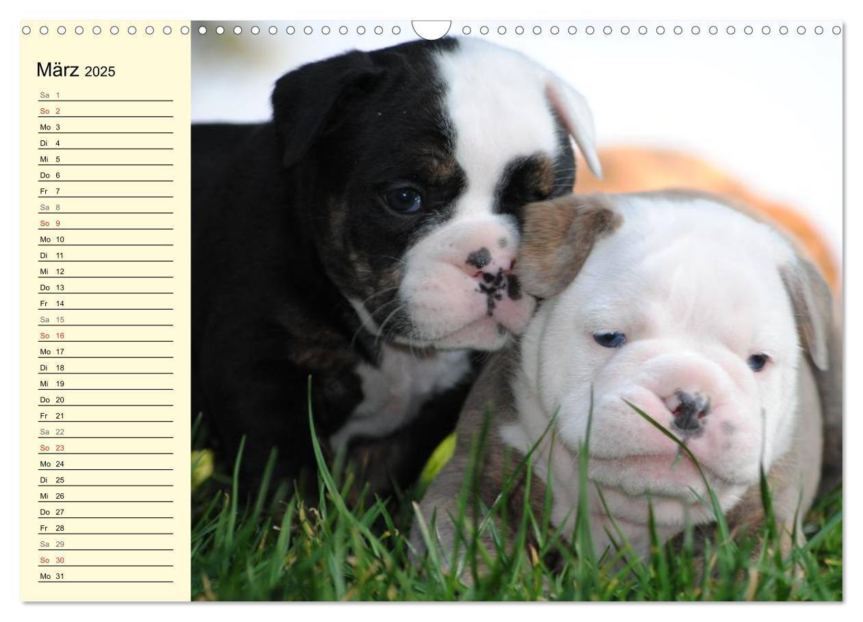 Bild: 9783435534456 | Bulldoggen-Moppelchen (Wandkalender 2025 DIN A3 quer), CALVENDO...