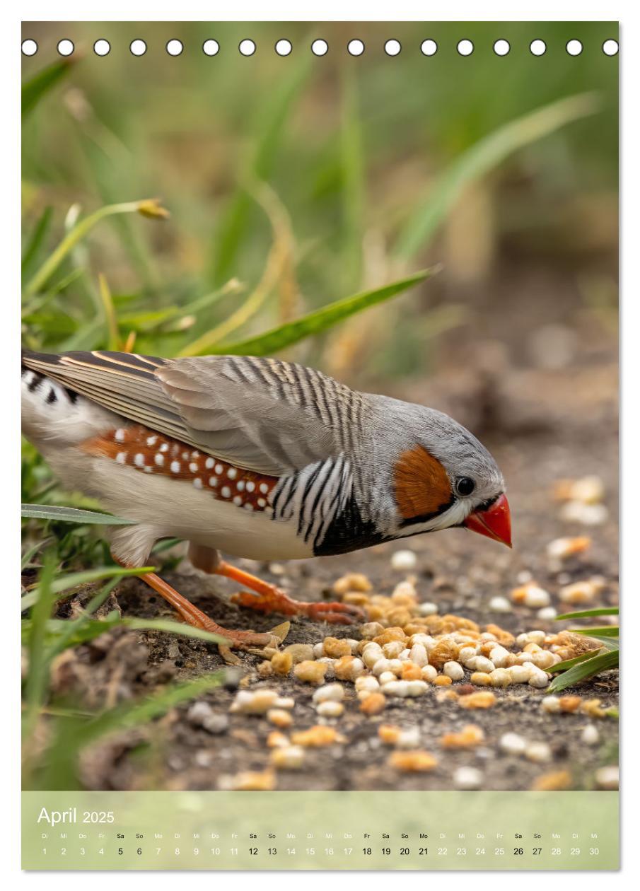 Bild: 9783457231265 | Zebrafinken - Ein Jahr voller gefiederter Momente (Tischkalender...